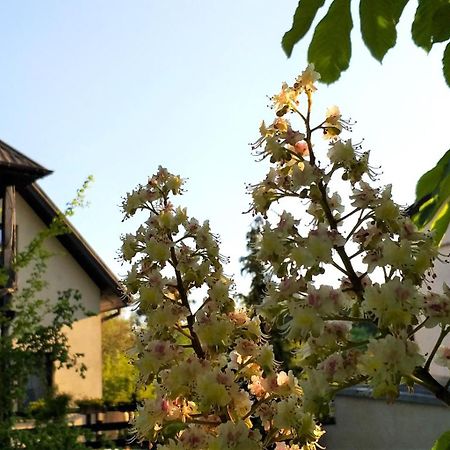 Dom Pod Kasztanami Apartment Kazimierz Dolny Bagian luar foto